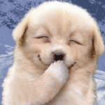 実は俺、犬より猫派