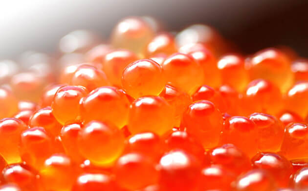 これはたまごです