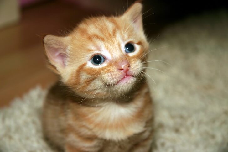 犬よりは猫派です