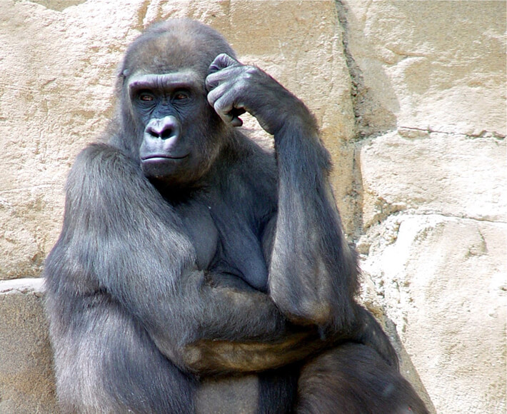 考えるゴリラ